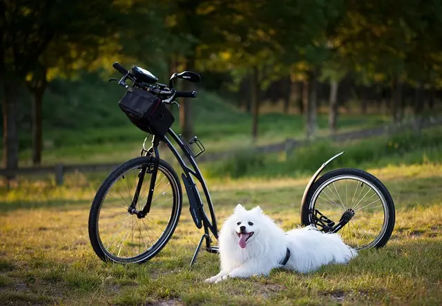 Top 10 des Animaux les Plus Drôles du Monde