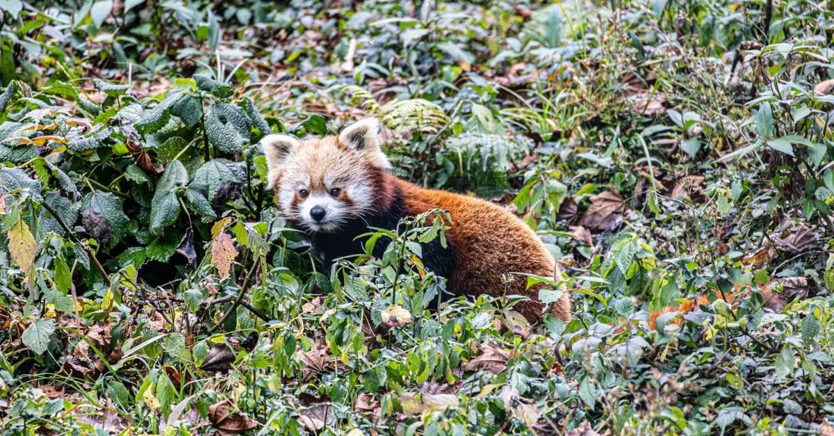 Top 10 des animaux les plus mignons du monde