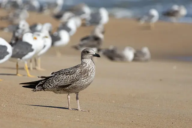Top 10 des animaux les plus drôles du monde